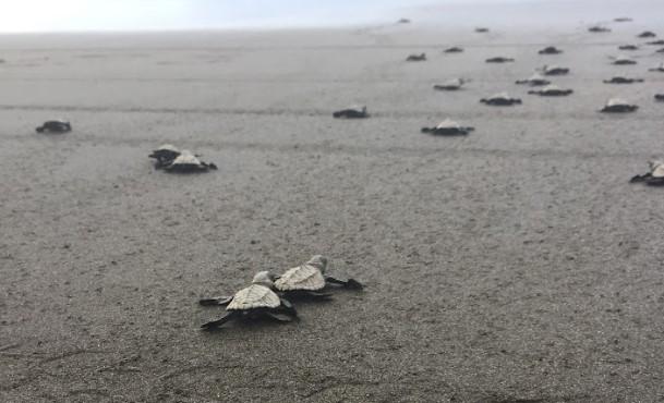 Baby turtles pictured in Chocó Colombia by Becca Stelman on exchange in Fall 2018